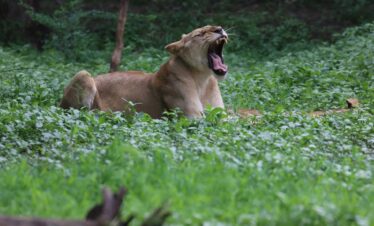 Dwarka – Shivrajpur beach bet dwarka – Sasan Gir – Somnath – Diu